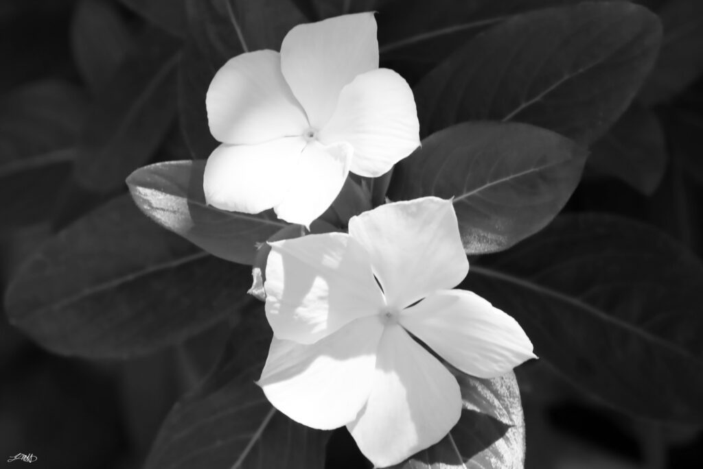 White Flowers II © by Laura M. Hernandez