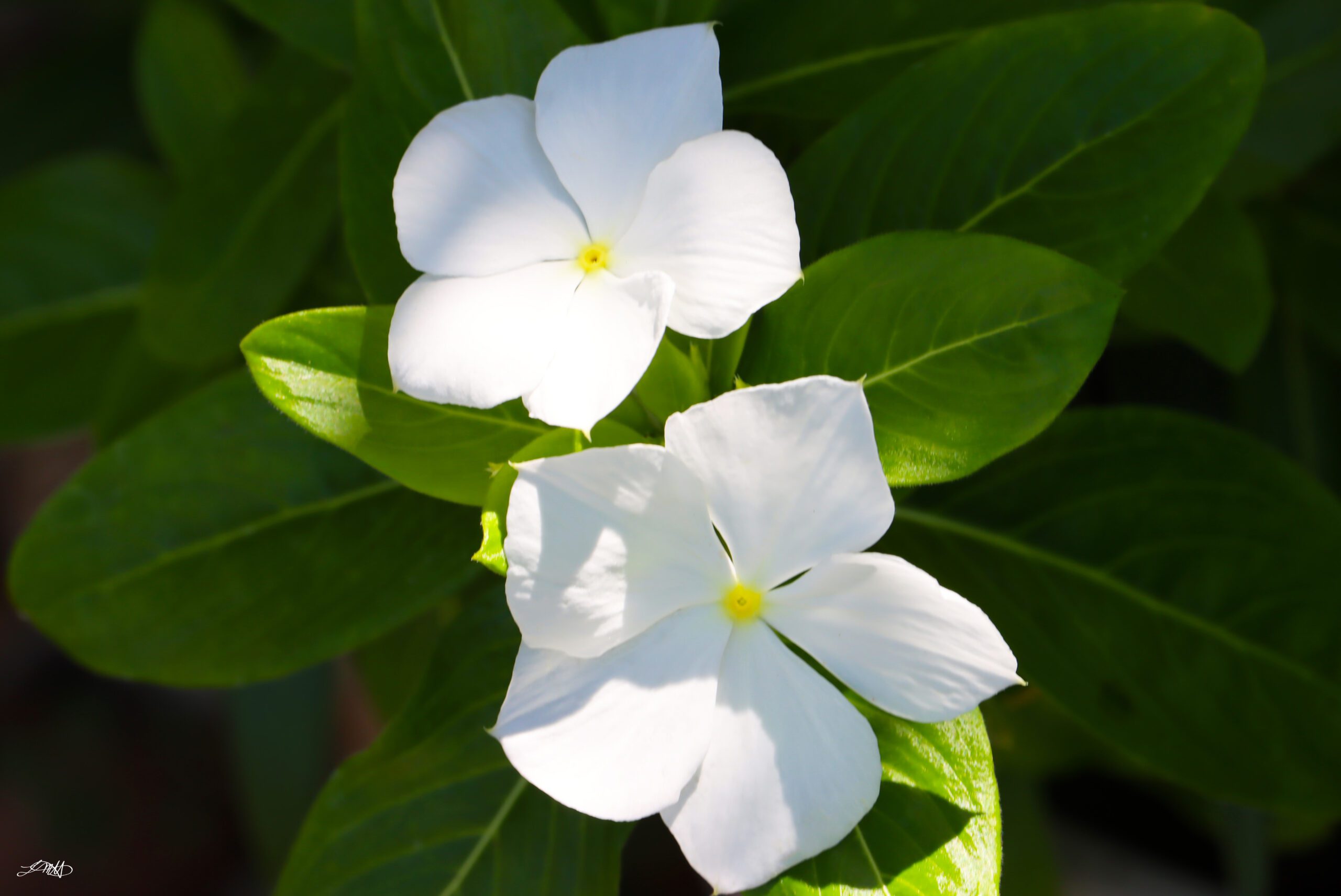 White Flowers © by Laura M. Hernandez